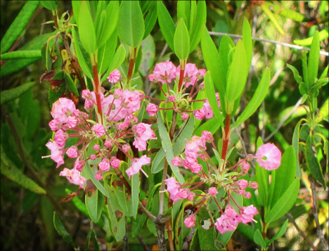 Adirondack Wetlands:  Sheep Laurel blooming on Barnum Bog at the Paul Smiths VIC